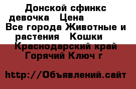 Донской сфинкс девочка › Цена ­ 15 000 - Все города Животные и растения » Кошки   . Краснодарский край,Горячий Ключ г.